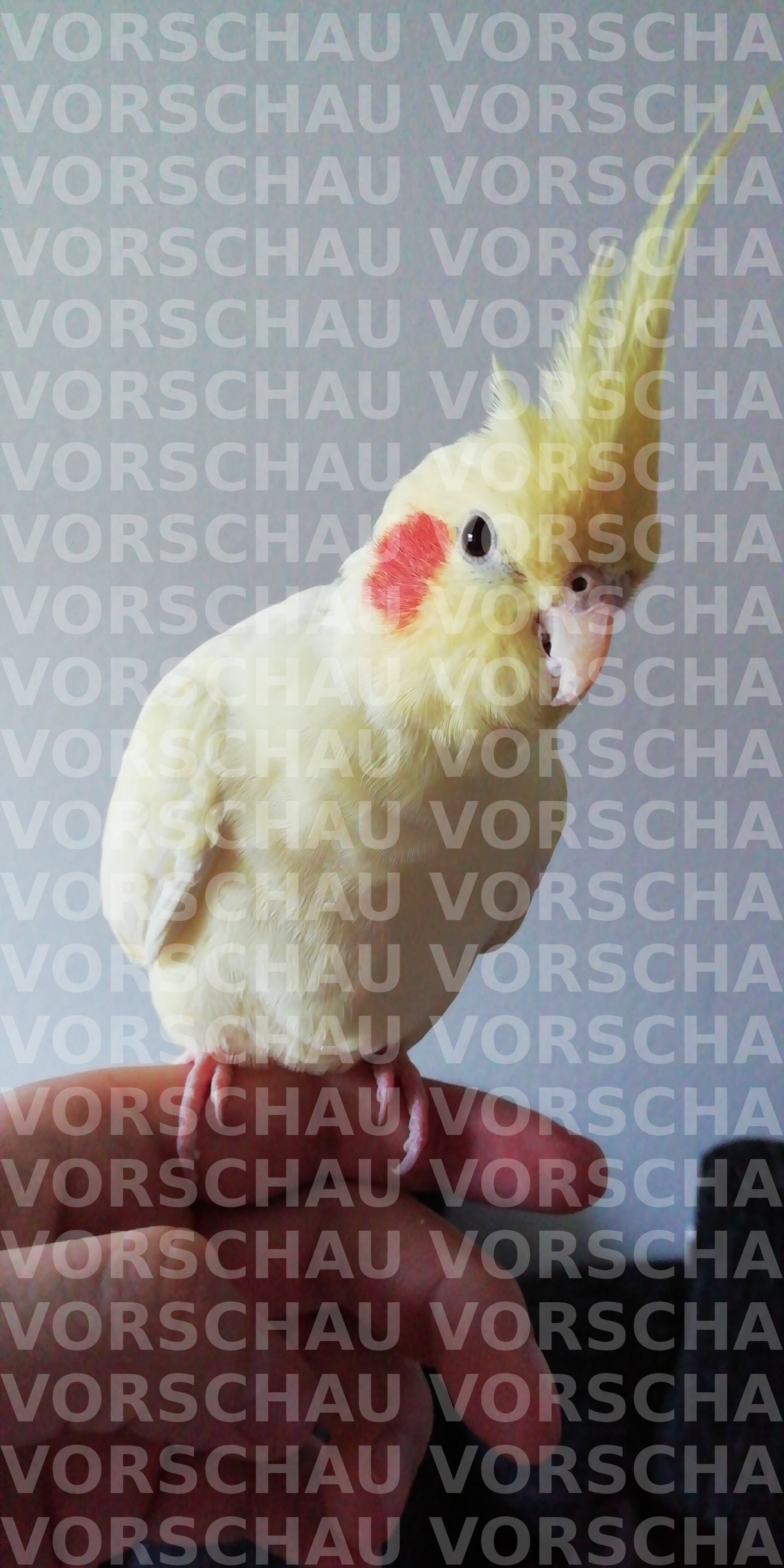 Vorschau 3